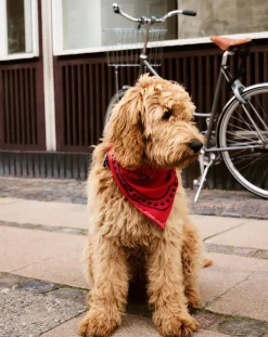 Dog bandana